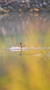 Mallards landing 🦆 | Srikanth Boga Photography