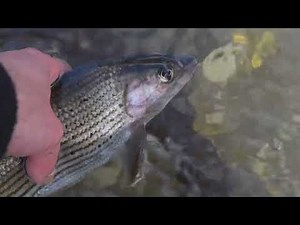 STUNNING river Grayling using a centrepin reel.