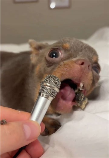 My cute 3lb squirrel tasting cod skin from @Open Farm Pet 🐟 As an almond mom, I feel like cod skin is such a healthy chew for teething puppies. Use code BLUEY for $25 open farm, link in bio! . . . . #chihuahua #asmr #appleheadchihuahua #cutepuppy #teethingpuppy