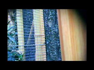 Toronto Zoo Gorillas