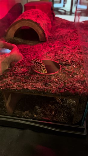 Our Leopard Gecko, Linda, has always loved this cave. She thinks your reptiles will too! Shop this cave and more on our TikTok shop or website (link in bio)! #fyp #reptiles #geckosoftiktok #petsoftiktok #fypシ