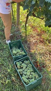 237K views · 6.1K reactions | Comdata Albania ju lumtë dora  | Mrizi i Zanave Agroturizëm | Facebook