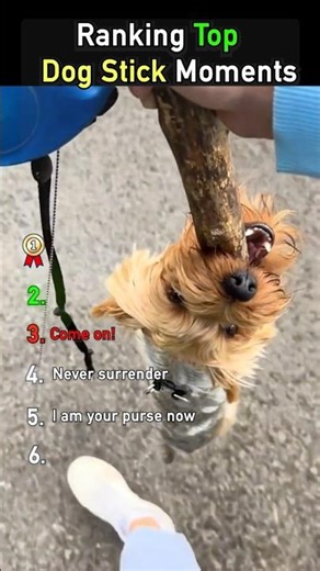 Ranking Top Dog Stick moments 1 to 6 #dogsoftiktok
