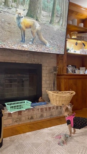 Minx Is OBSESSED With This Fox on TV 🦊🐶 #dogshorts
