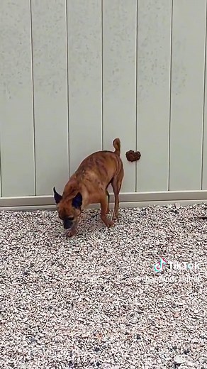 Funny Pooping Dogs Compilation Dogs Gone Wild!