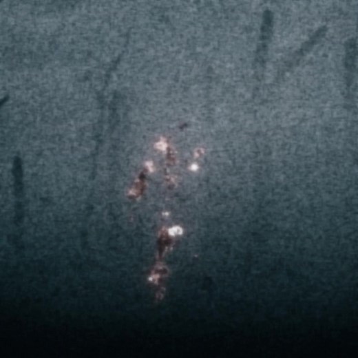 Feral #prey #feralpredator #edit #fyp #viral | feral