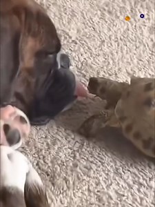 227K views · 2.8K reactions | Buckle up for a hilarious ride with these funny animals! 黎 | 夢之地英國伯明翰-倫敦揾屋專家 | Facebook