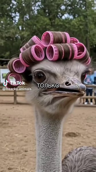 Страусы: удивительные факты о лошадях размером с курицу