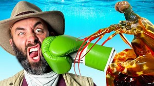 Inside the mantis shrimp’s powerful punch