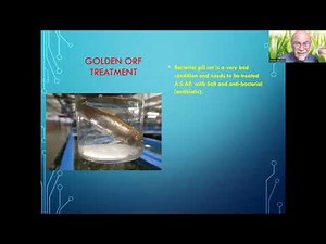 Fish disease case nr. 339 Golden Orf with bacterial infection and internal Nematdoe worms Capillaria