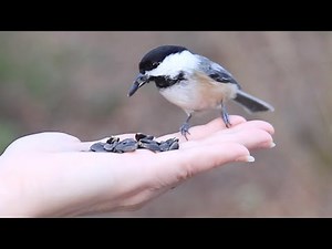 Tricks for Hand Feeding Wild Black Capped Chickadees