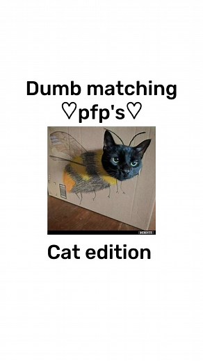 Matching Cat PFP Ideas for TikTok