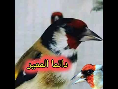 الحسون المميز-تغريد قوي