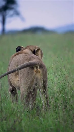 🦁Have you ever heard the powerful roar of a lioness? It’s a sound of strength and unity. Lionesses are the very heart of the pride, acting as the primary hunters and protectors who deeply care for their young. Their families, known as prides, are complex and cooperative, with mothers often nursing each other’s cubs. When a lioness roars, it’s a powerful, low frequency call that acts as a secure communication across long distances, used to announce their territory and gather the pride. Witnessin