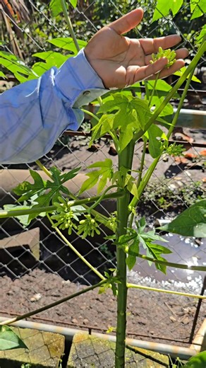 La importancia de tener un papayo Macho en nuestra plantación de papaya | Siembra y cosecha