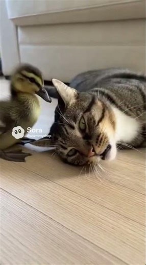 Duck Grooming Service for a Grumpy Cat 🐱🦆