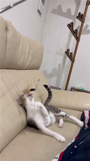 寝っ転がってじゃらしと戯れる猫🤣#shorts #ねこ #猫 #家ネコ #家猫 #キジ白 #ネコ #キャットフード #髭 ＠ヤギ髭#動物 #ねこのいる生活 #動物 #ねこ動画