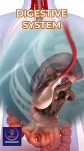 17K views · 188 reactions | Human Digestive System: Anatomy & Functions Explained #foryou #fbvideo #medicalanimation | Medical Animation Media | Facebook