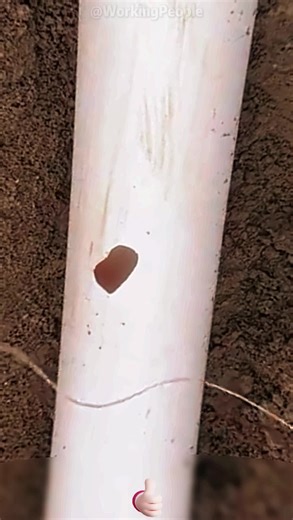 Working People on TikTok