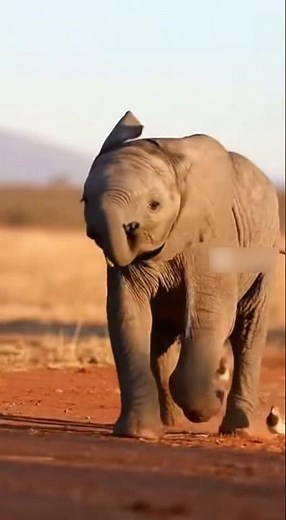 🐘 Baby Elephant Running with Birds - Pure Joy in the Wild 🕊️