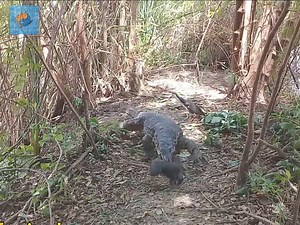 Such Creative Bird Trap | Beautiful Planet Earth