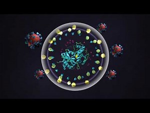 Science animation - Lactoferrin
