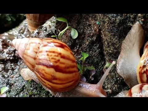 Snail Anatomy: Shell, Slime, and Reproduction, Explained Simply