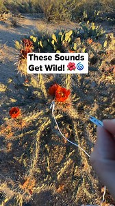 This “jumping cactus” is making music. It’s a buckhorn cholla, recorded near Saguaro National Park. We connected sensors to it and translated its electrical activity into sound in real time. No samples. No prewritten melody. Just a desert plant responding to light, heat, and