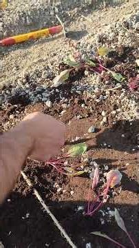 plantation des betteraves rouges 2026 variété plate d'Égypte #graines