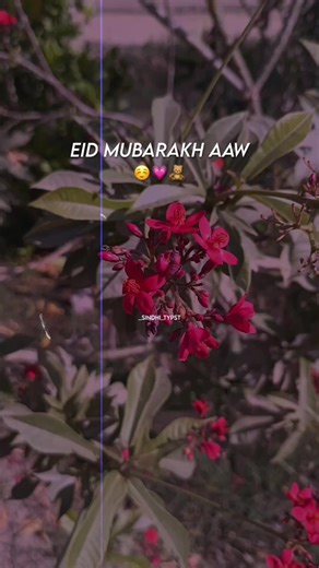 Advance Eid Mubarak: Sindhi Song Status for Celebration