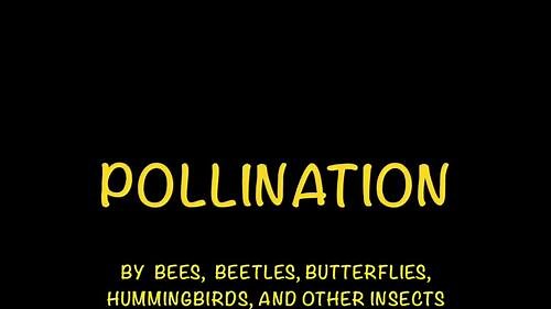 Pollination by Animals Video