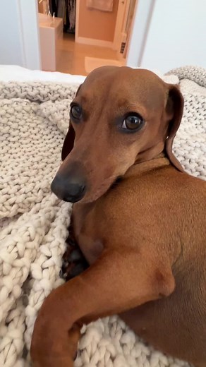 Oh wiener dog 🌭 #dogsoftiktok #dachshund #wienerdog #sausagedog #fyp | wiener dog