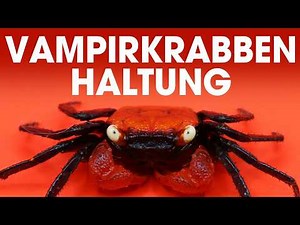 VAMPIRE CRAB CARE 🦀 Ultimate Guide 🔥🔍