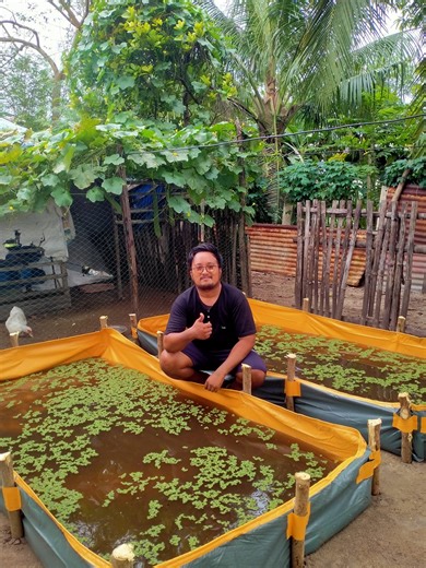 Kailangan mo ang Azolla Pond upang makapagparami ng Azolla Plant subukan mo itong gamit ko 4x8x1 ang sukat nito Nasa comment section ang Link ng Shop na kinuhanan ko. | KaIsla Vlog Ph