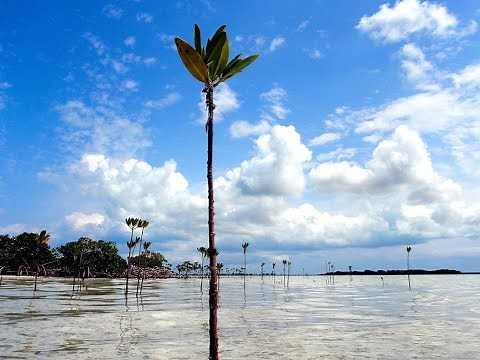 Acklins Island, Bahamas Bonefishing Adventure