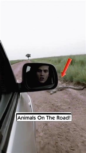 Animals On The Road! | Beverley Mitchell