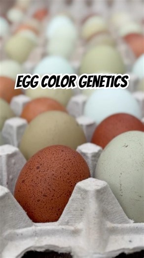 Egg color genetics explained. Be sure to hit ▶️ to watch full video (linked in this short).