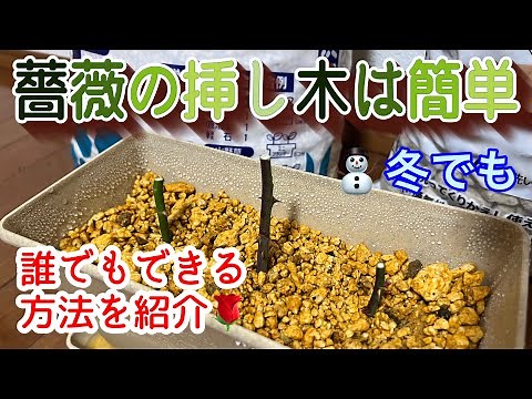 簡単に誰でもできる方法‼️【薔薇の挿し木】冬でもバシっと根付きますよ😊