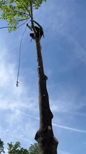 Tree removal | Douglas Hernandez