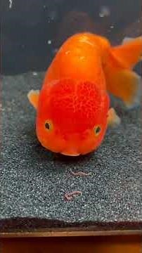 5 Animals That NEVER Stop Growing #Animals #AnimalFacts