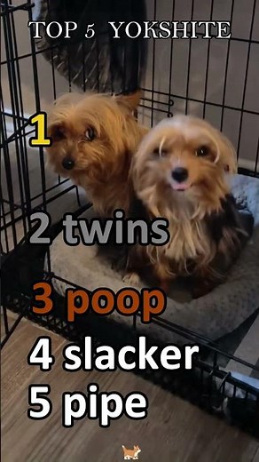 Top 5 Yorkie Moments: The Cutest & Most Dramatic Yorkshire Terriers! 🐶✨ #Yorkie #CuteDogs #funny