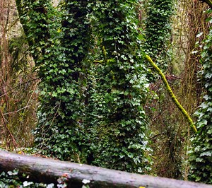 What should I plant after removing invasive English ivy? Ask Extension