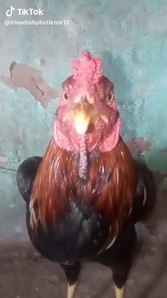 Ohio Chicken Beatbox Performance