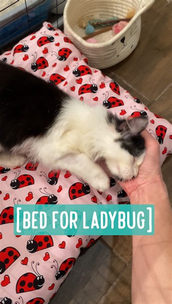 Bed for Ladybug I bought this fabric weeks ago, even before I picked up JB and HB. I finally made time to make a little bed with it. I used the stuffing from an old bed so that the new bed will have everyone's scents on it. My heart bursted when I saw all three sleeping on it. 🐞💓 New basket for Biscuit & Grayvy: https://www.facebook.com/bordernerd/videos/572632808137082/ | Bordernerd