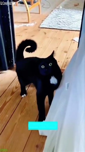 Funny Cats 2025 🐕 #viral 🥰 # Episode 5715