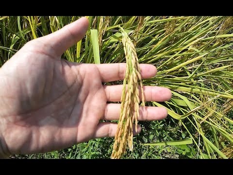 Rice Harvest
