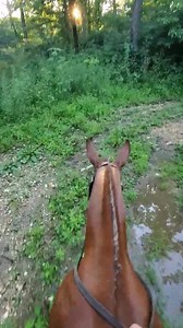 64 reactions · 5 comments | Raggedy Ann out on the trail. | Missouri Mule Makeover/Ozark Mule Days | Facebook