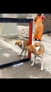 😂Angry Dog Vs Mirror Fight | Super Funny Mirror Prank | Hilarious Dog Reaction Video #prank #mirrorprank #funny #funydogvideo #funnyPrank #funnyvideo | All Time Best Fun Tv