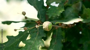 Acorn developing on a vibrant oak tree in a serene park setting. The warm sunlight filters through the leaves