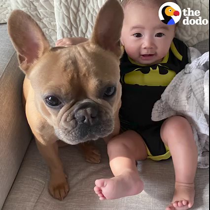 4.4M views · 10K reactions | Dog can’t wait to meet the new baby — and now she’s so big, they go sledding together ❤️️ | The Dodo | Facebook